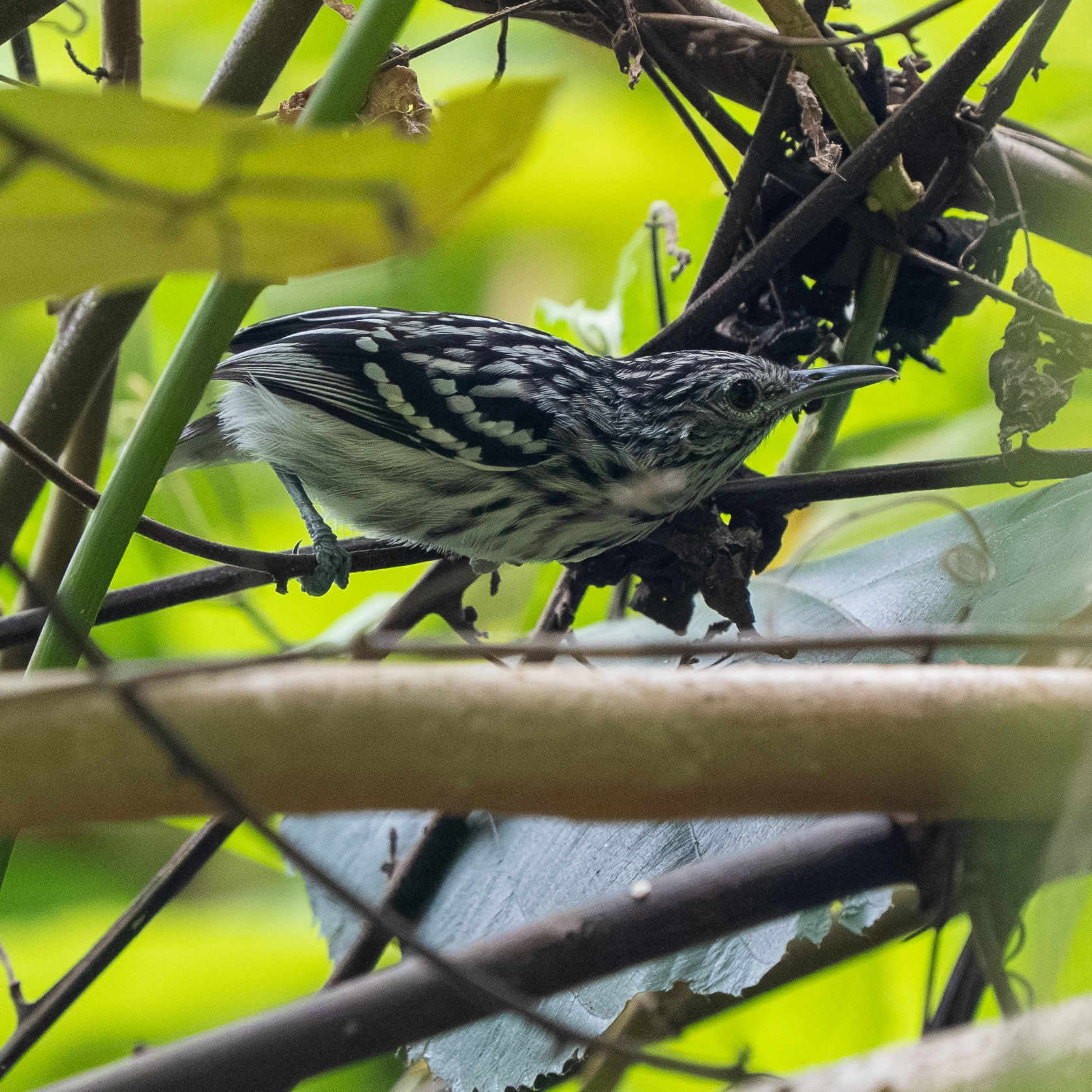 Pacific Antwren (Myrmotherula pacifica), photo 10