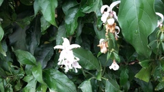 Justicia adhatodoides