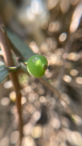 Ficus heterophylla, 2026-03-29