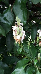 Justicia adhatodoides