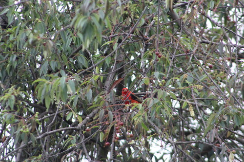 Scarlet Tanager (Piranga olivacea), photo 4