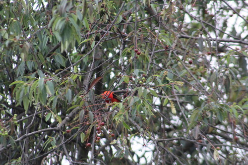Scarlet Tanager (Piranga olivacea), photo 3