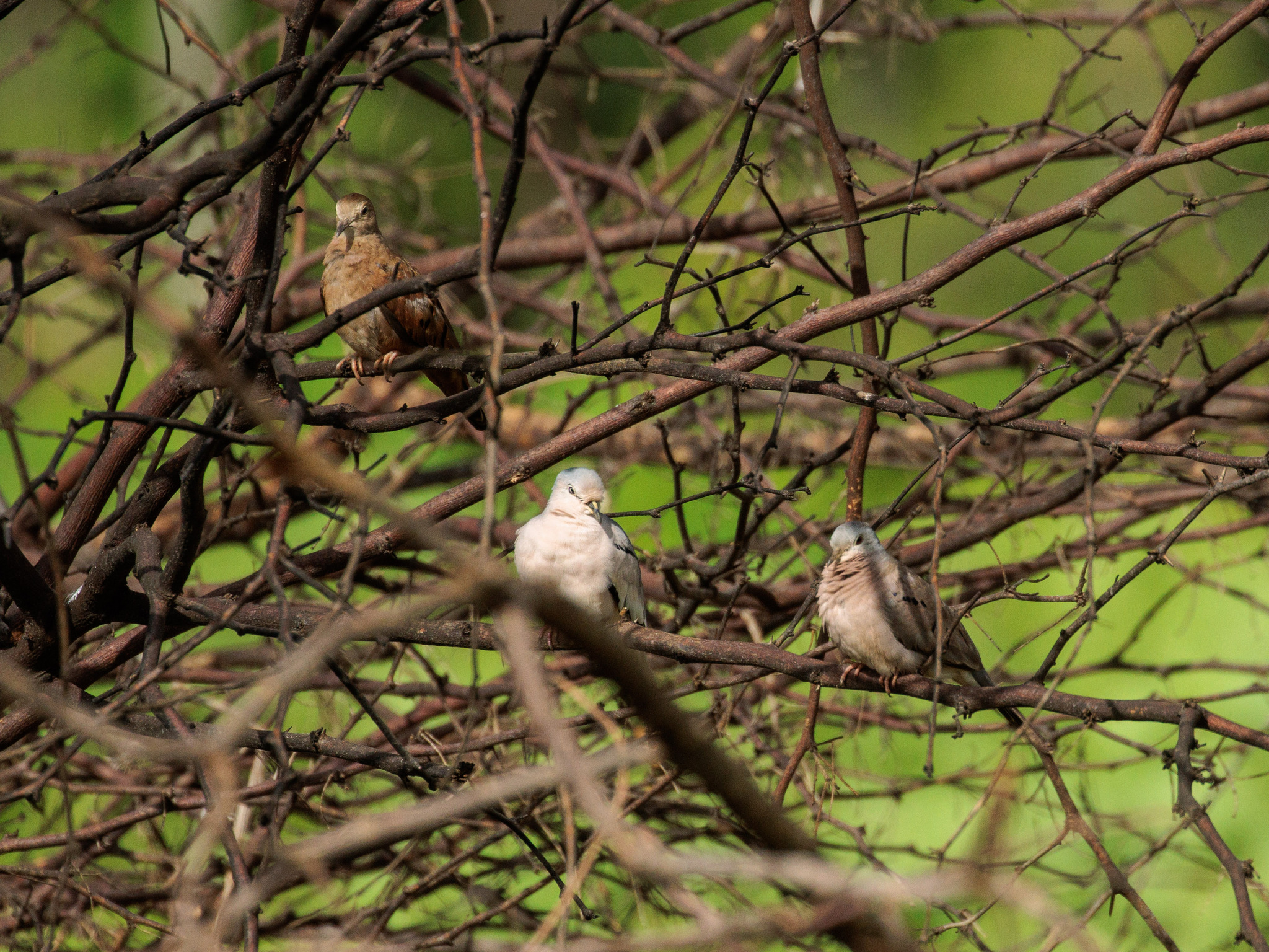 Plain-breasted Ground Dove (Columbina minuta), photo 3
