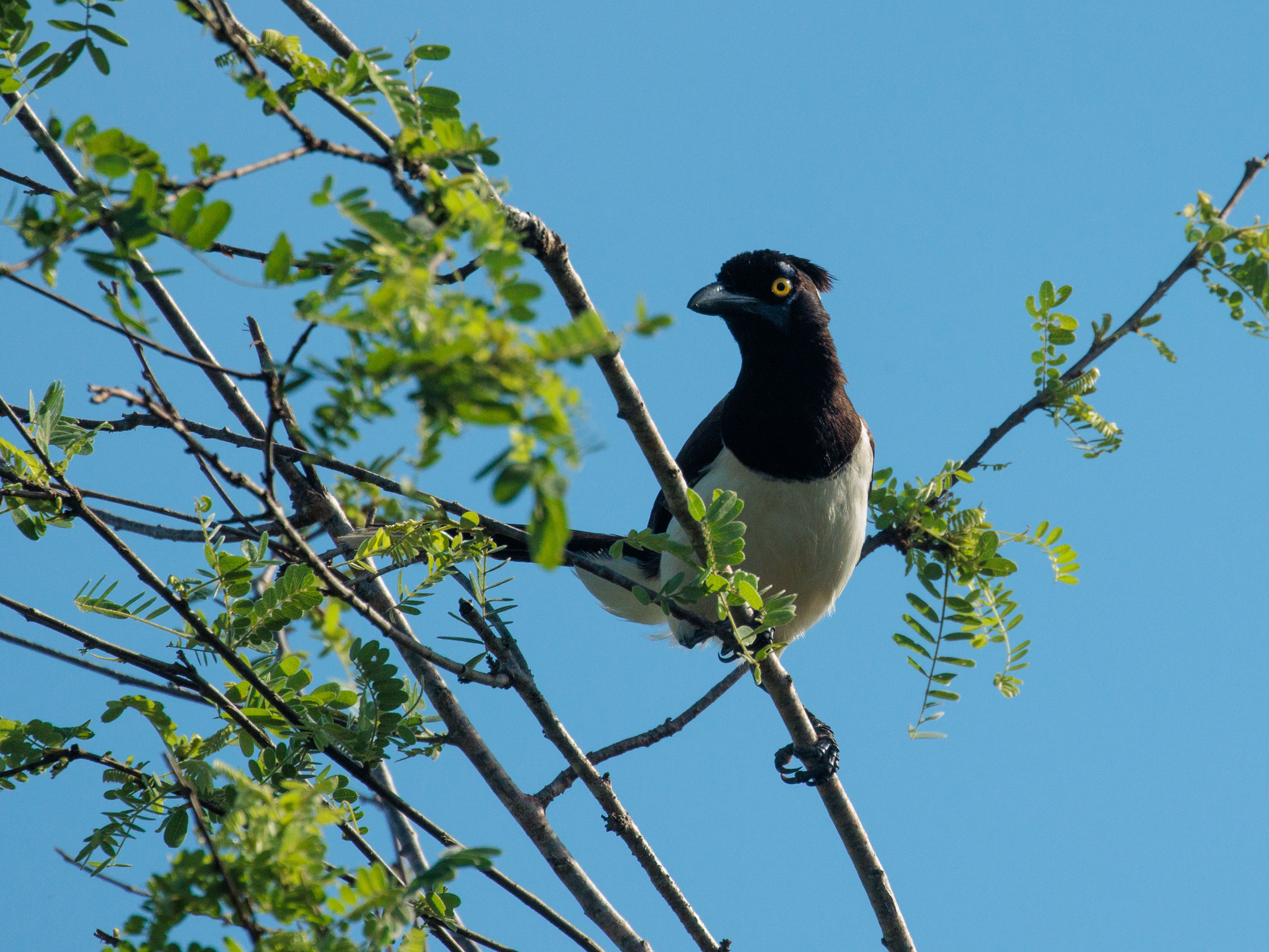 White-naped Jay (Cyanocorax cyanopogon), photo 4