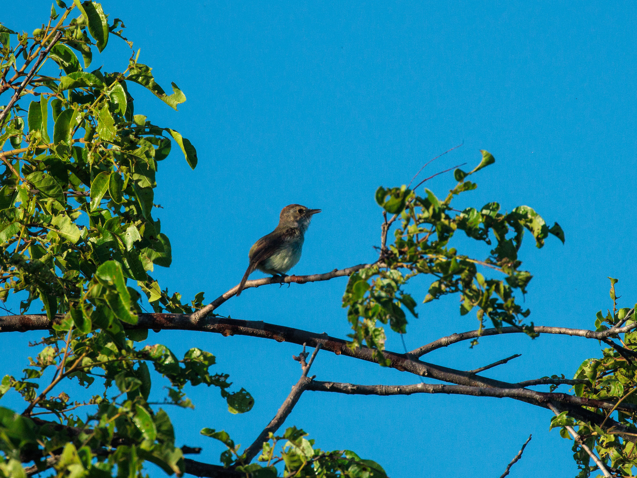 Fulvous-crowned Scrub Tyrant (Euscarthmus meloryphus), photo 2