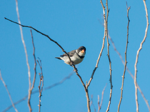 White-throated Seedeater (Sporophila albogularis), photo 5