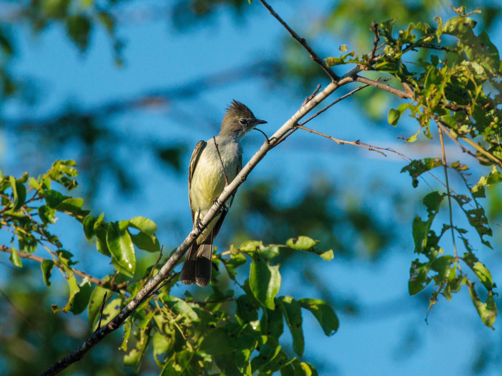 Large Elaenia (Elaenia spectabilis), photo 8