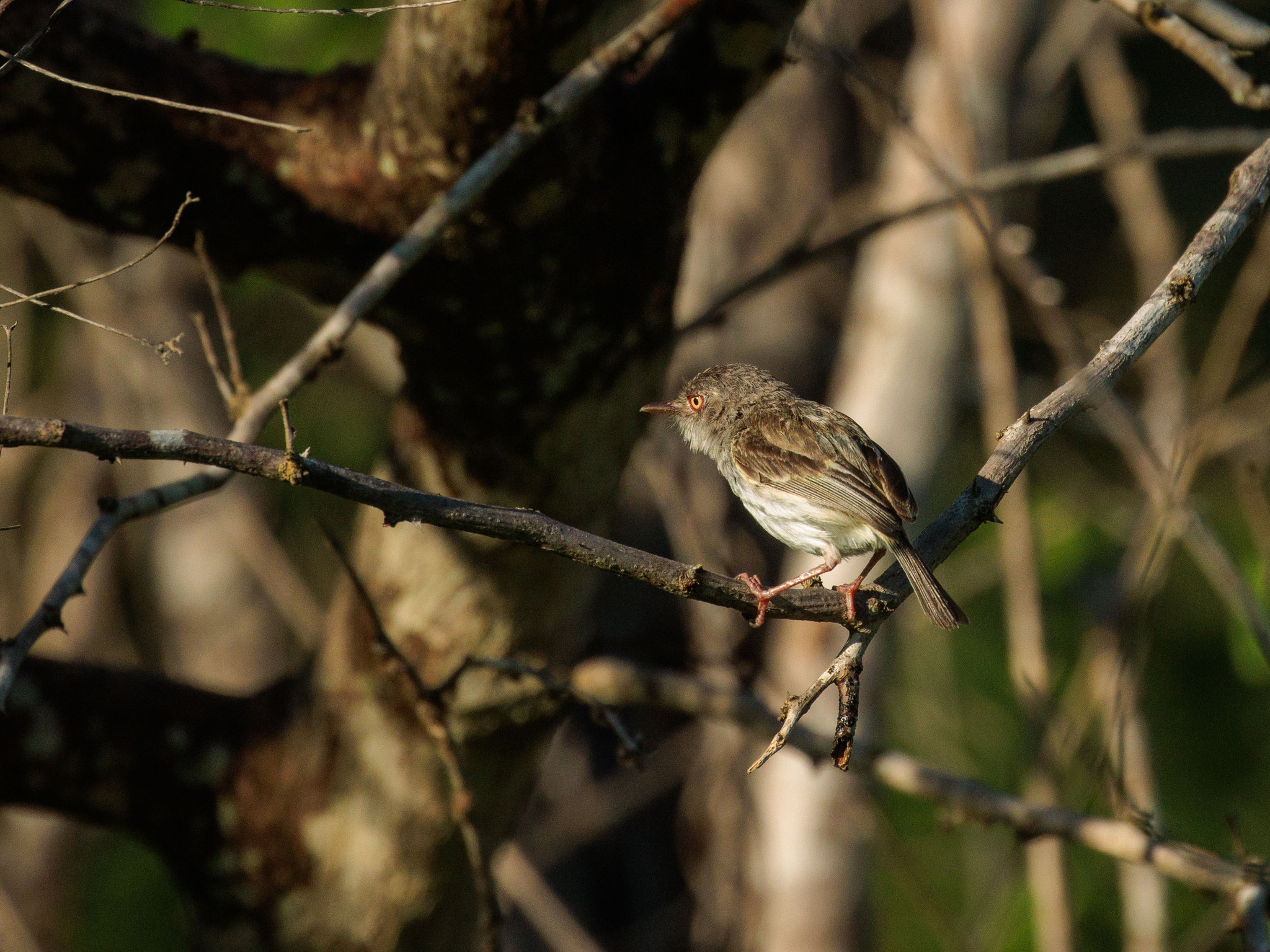 Pearly-vented Tody-Tyrant (Hemitriccus margaritaceiventer), photo 8