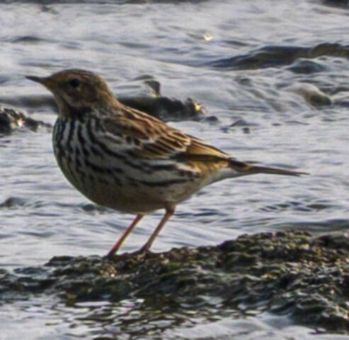 Red-throated Pipit