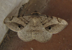Chiasmia brongusaria