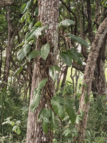 Epipremnum pinnatum