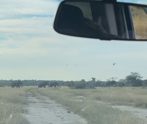African Savanna Elephant
