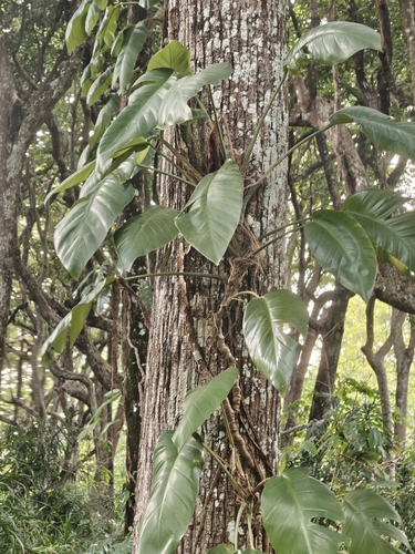 Epipremnum pinnatum