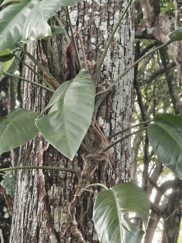 Epipremnum pinnatum