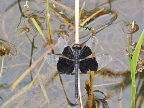 Pied Paddy Skimmer