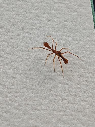 Red Weaver Ant-mimicking Spider