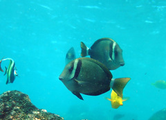 Acanthurus leucopareius