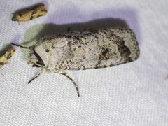 Proteuxoa amaurodes