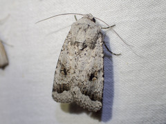 Proteuxoa amaurodes