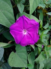 Ipomoea purga