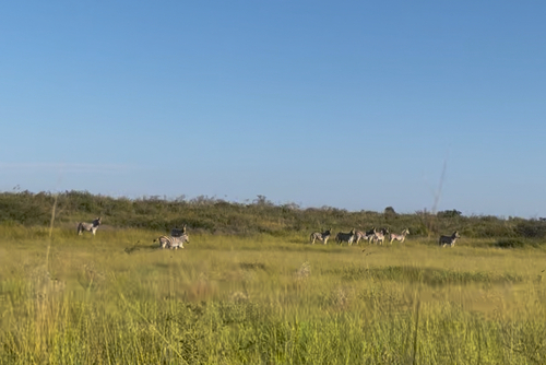 Plains Zebra