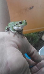 Hyla intermedia perrini