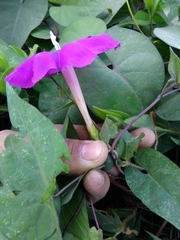 Ipomoea purga