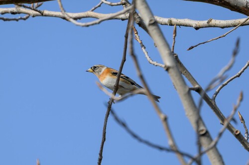Brambling