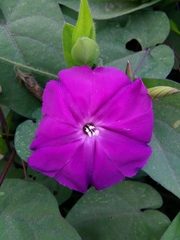 Ipomoea purga