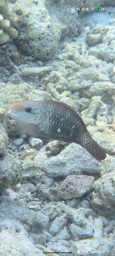Chlorurus sordidus