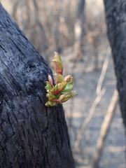 Melaleuca styphelioides