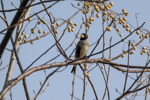 Yellow-billed Grosbeak