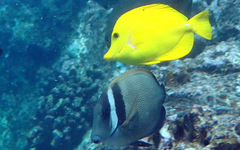 Acanthurus leucopareius