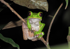 Phyllomedusa tarsius
