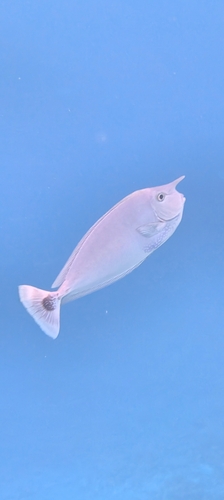 Naso brevirostris