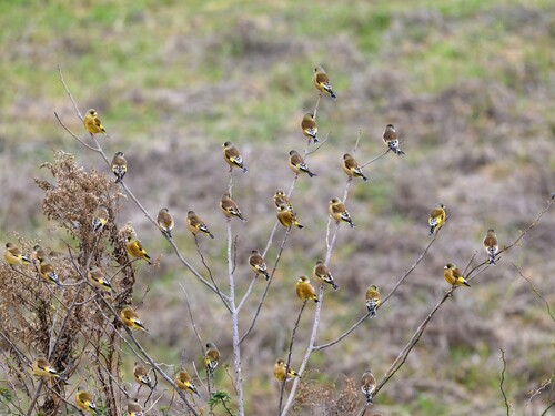 Oriental Greenfinch