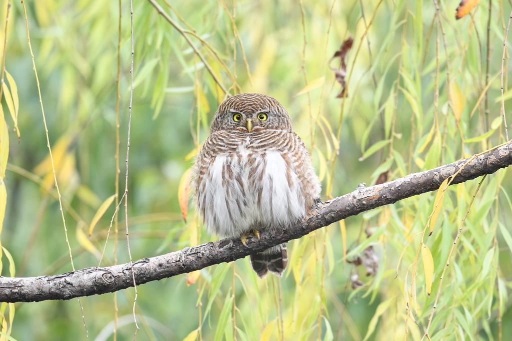 Asian Barred Owlet