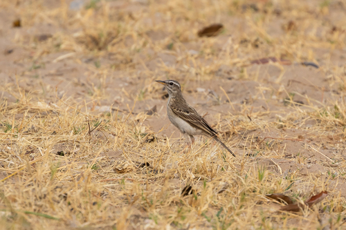 Wood Pipit (Anthus nyassae), photo 6