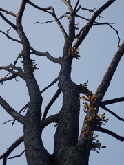 Melaleuca styphelioides
