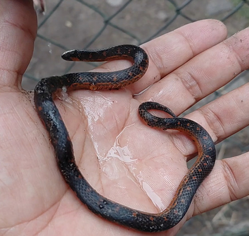 Thickhead Ground Snake