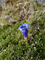Gentiana occidentalis