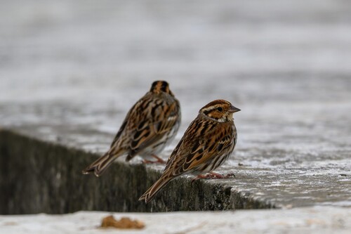 Little Bunting