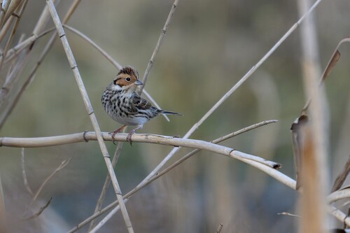 Little Bunting