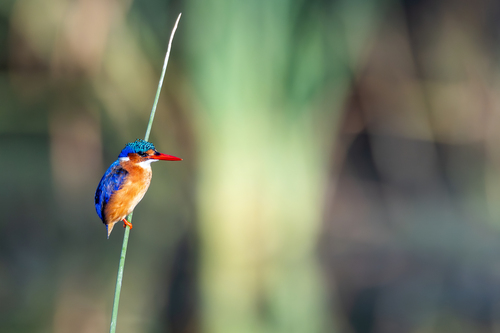 iNaturalist: (c) John Gale, some rights reserved (CC BY-NC), uploaded by John Gale iNaturalist image