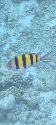 Abudefduf vaigiensis