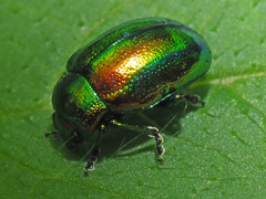 Chrysolina fastuosa
