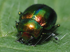 Chrysolina fastuosa