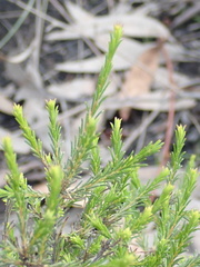 Melaleuca diosmatifolia
