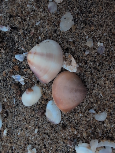 Meretrix casta observed 2026-03-30