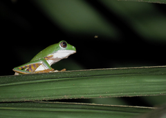 Callimedusa tomopterna